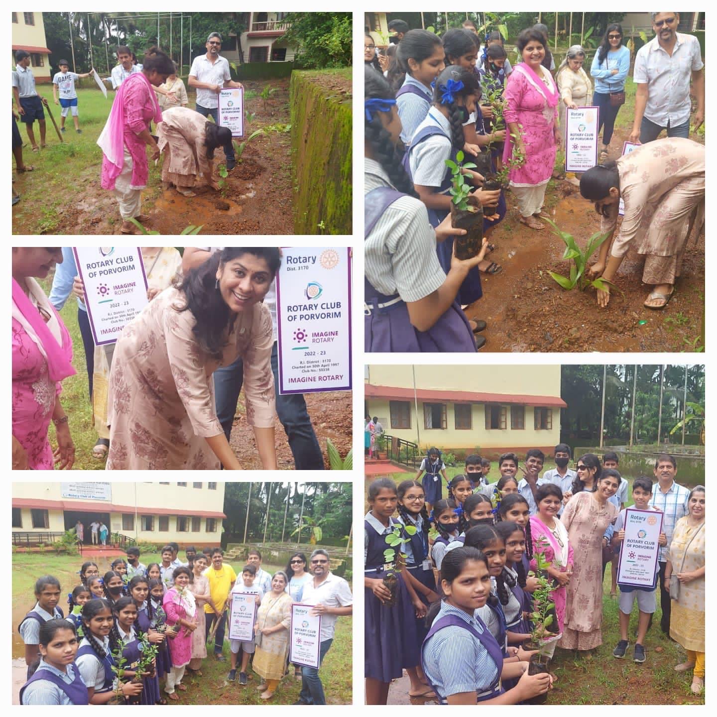 Sapling plantation